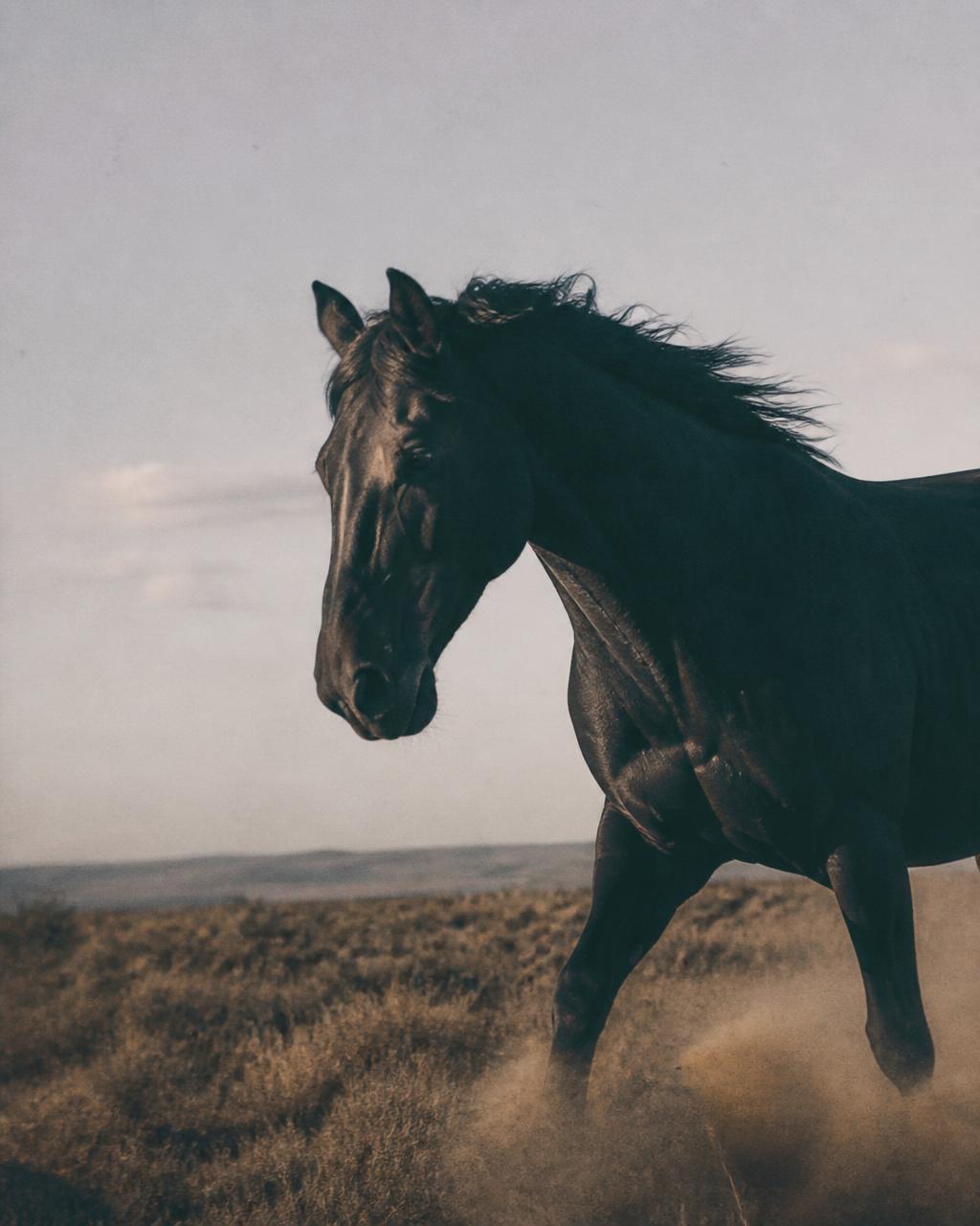 Caballo oscuro en movimiento lento en un paisaje abierto.